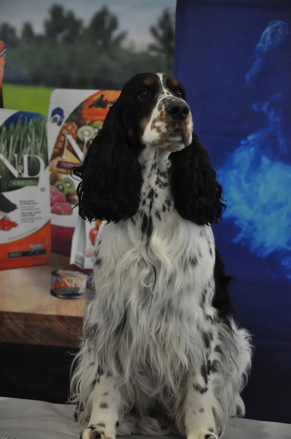 Springer Nest kennel - Veszprém County pet otel görseli 2