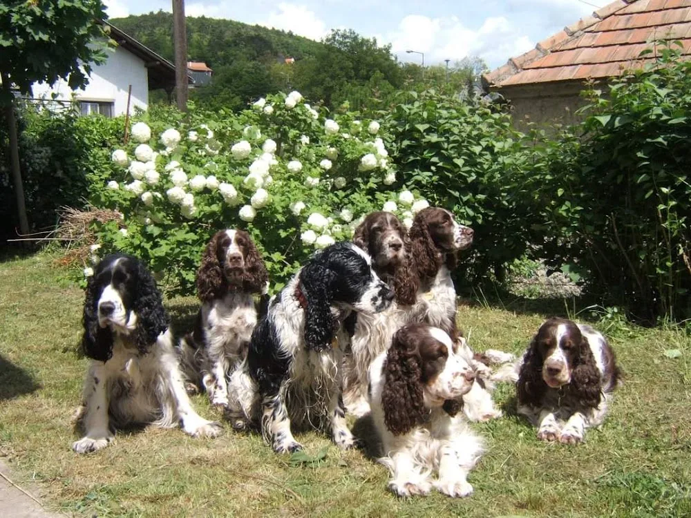 Springer Nest kennel - Veszprém County pet otel görseli 3