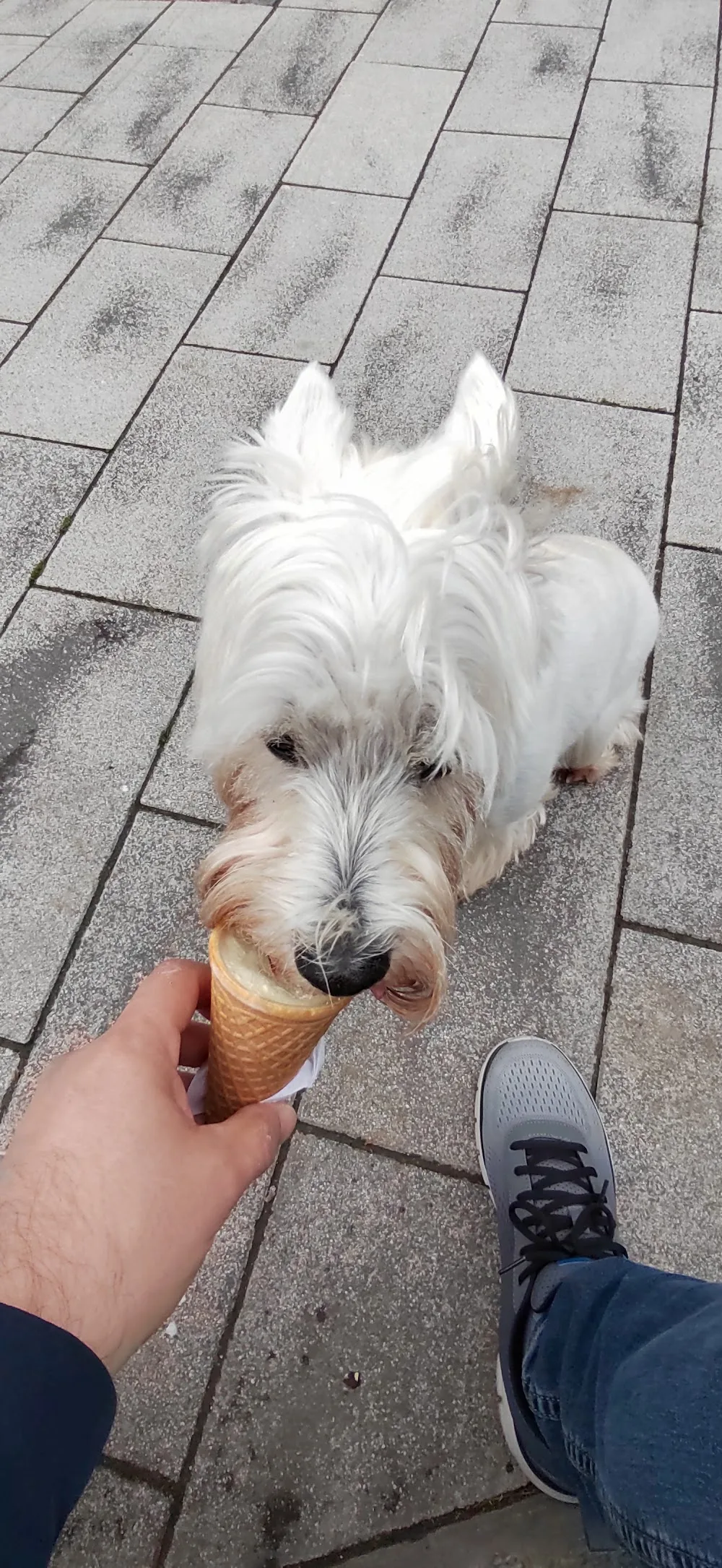 Turbó Kutyapanzió - Veszprém County pet otel görseli 3