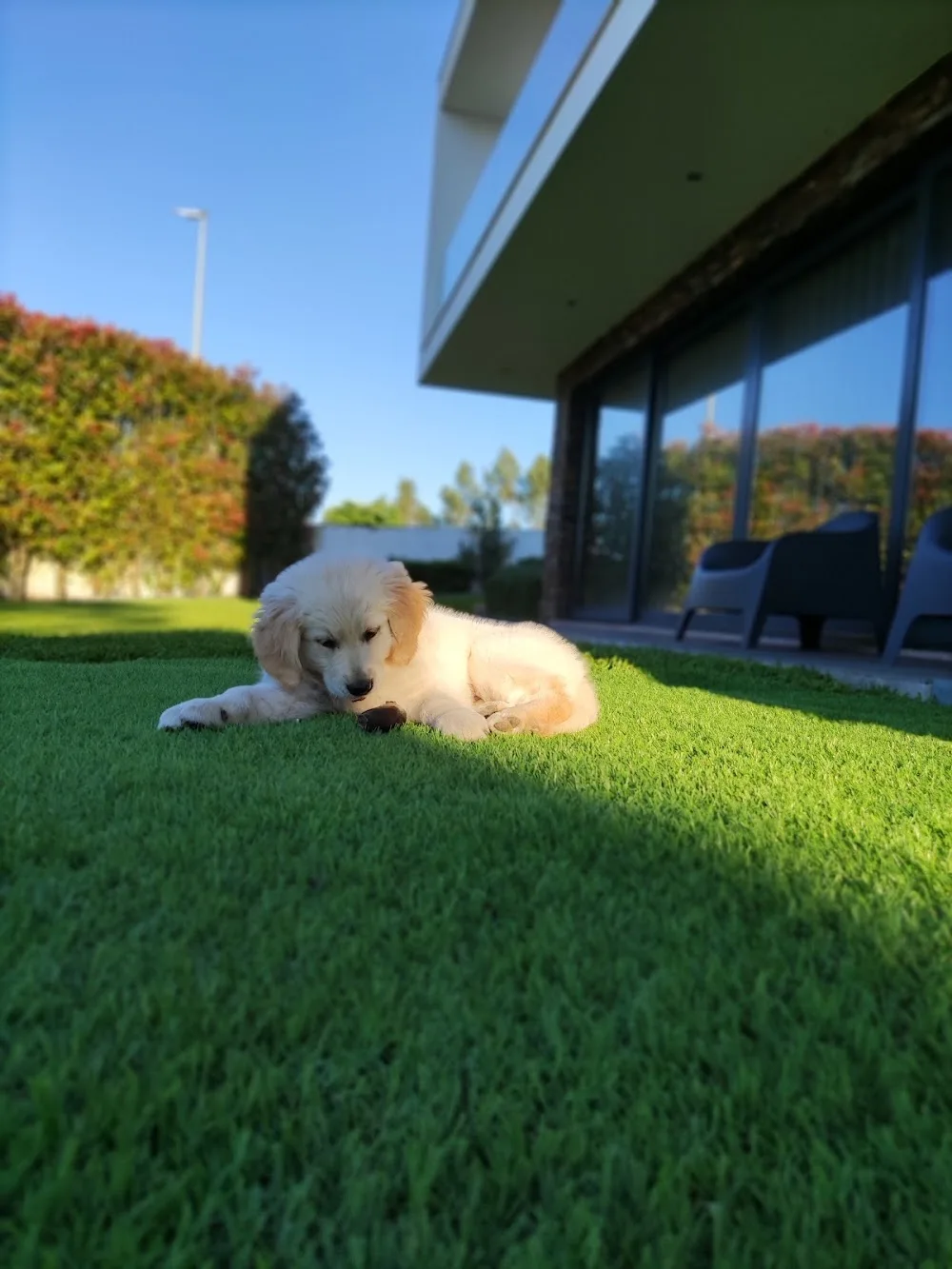 Pets Dog'C - Hotel e Atl Canino - Viana do Castelo pet otel görseli 3