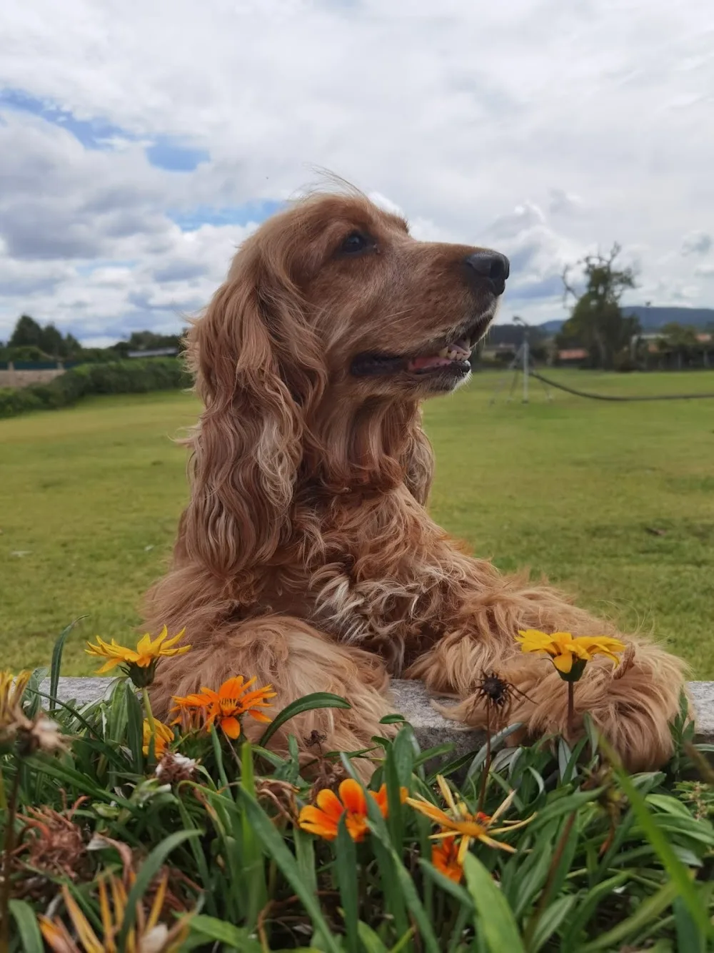 Santa Comba Pet Club & Hotel - Viana do Castelo pet otel