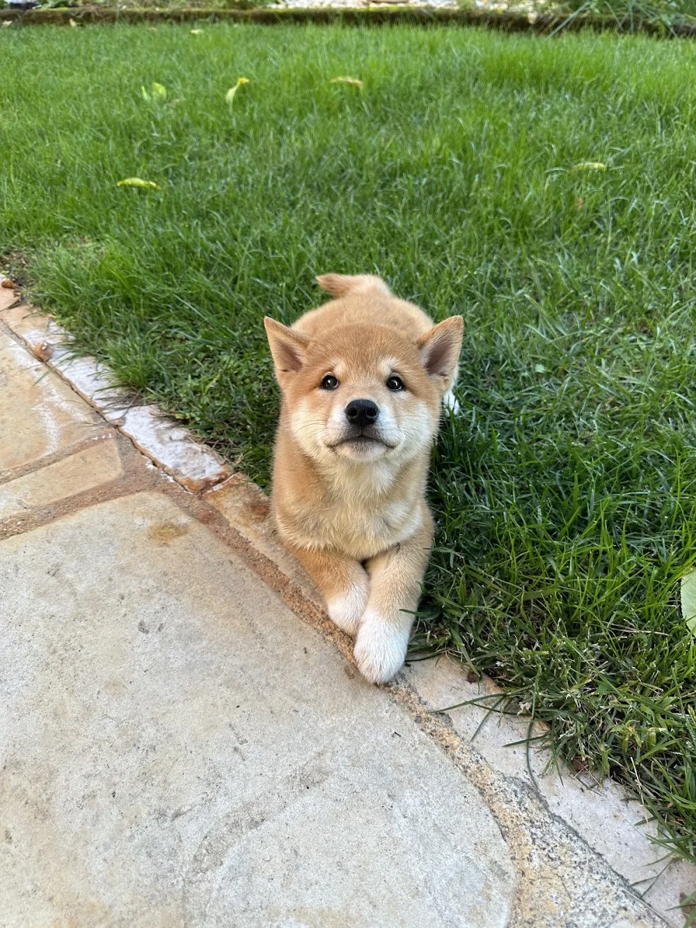 Allevamento Kuma | Allevamento e vendita cuccioli di cane Shiba inu e pensione per cani - Vicenza pet otel görseli 3