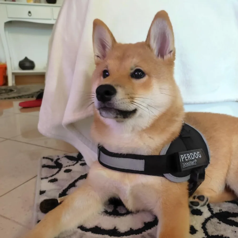 Allevamento Kuma | Allevamento e vendita cuccioli di cane Shiba inu e pensione per cani - Vicenza pet otel görseli 5