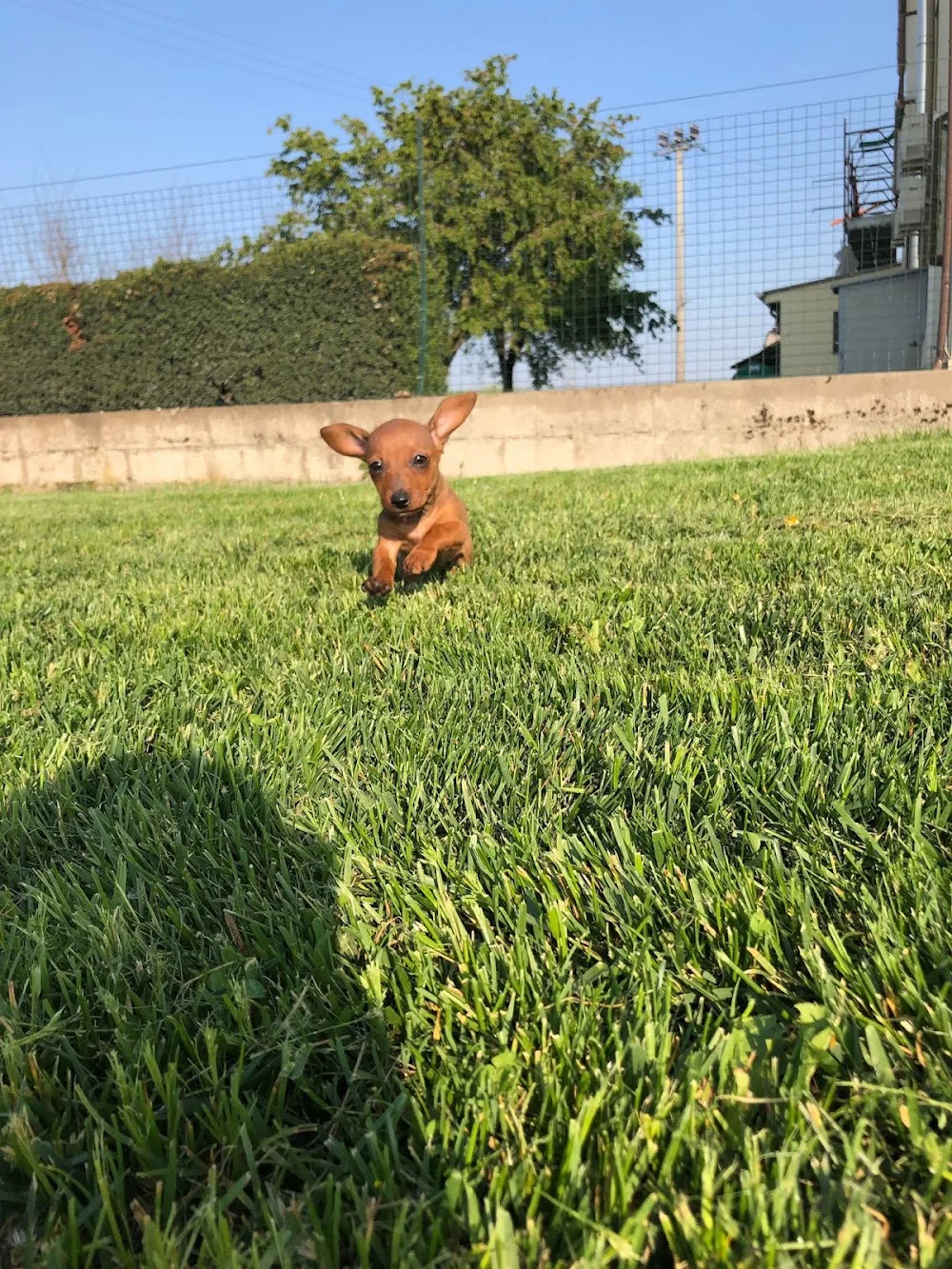 La compagnia del Ronego - Vicenza pet otel