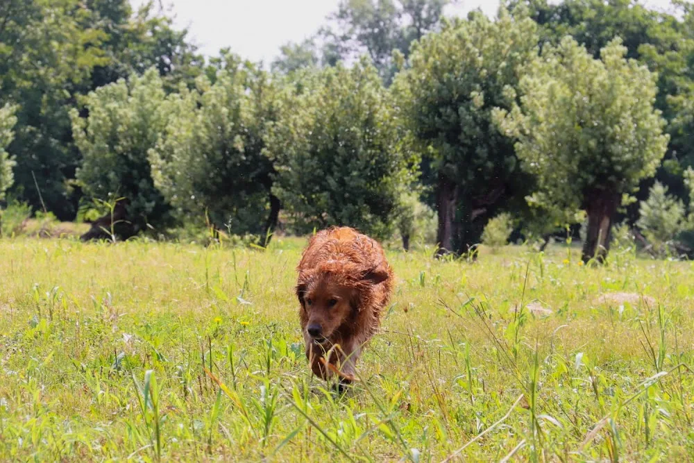 La Roggia Family Dog Relais - Vicenza pet otel