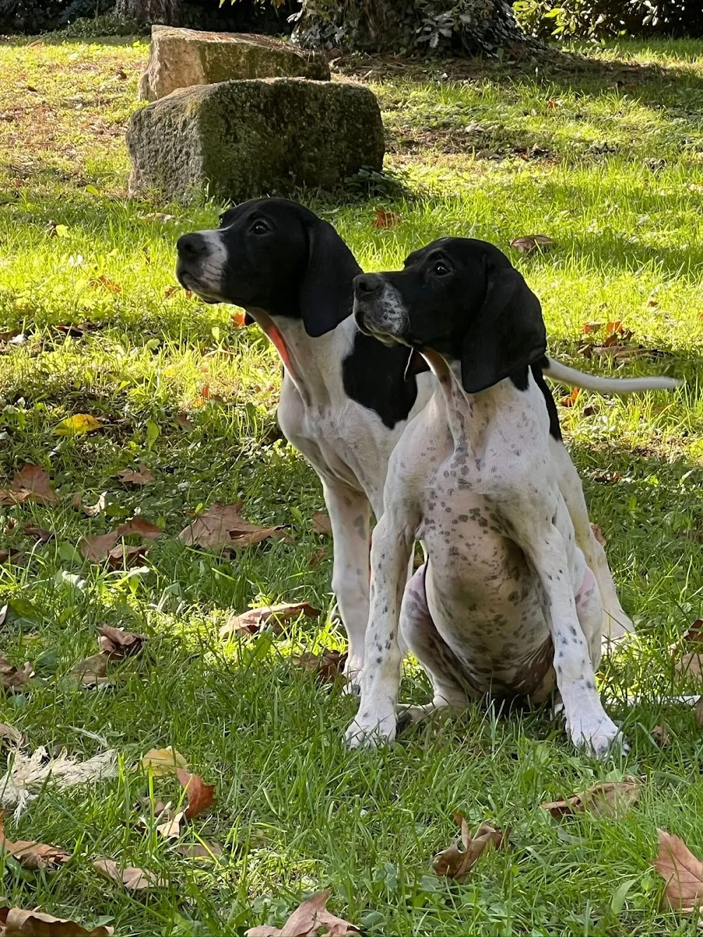Pensione amatoriale cani - Vicenza pet otel