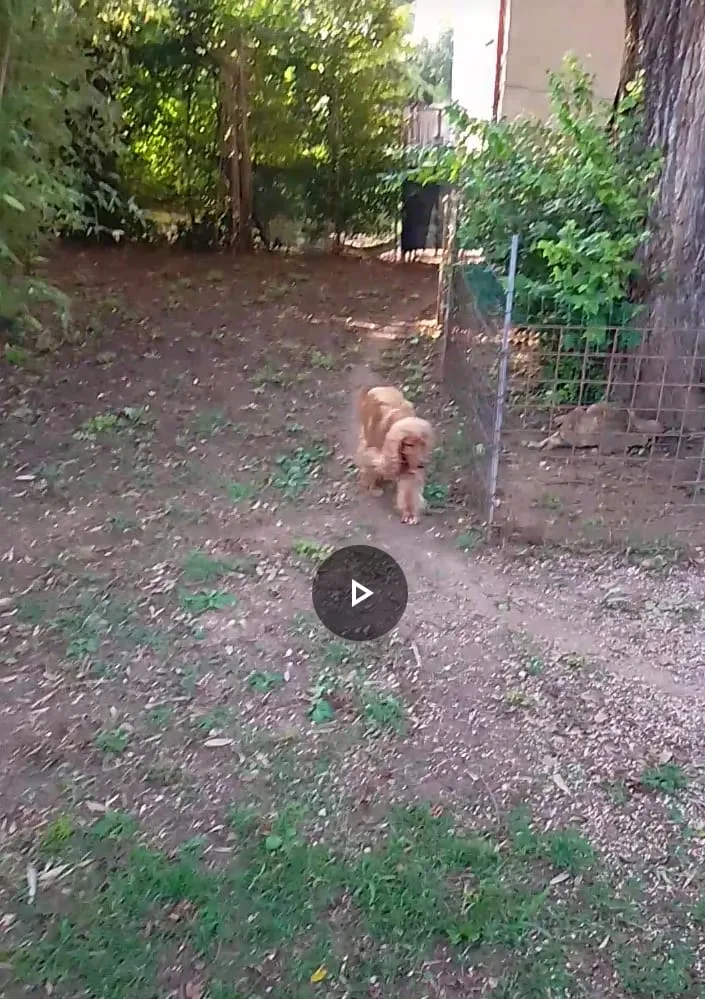 Pensione amatoriale cani - Vicenza pet otel görseli 3