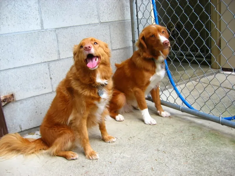 Dogwood Boarding Kennels - Victoria pet otel görseli 3