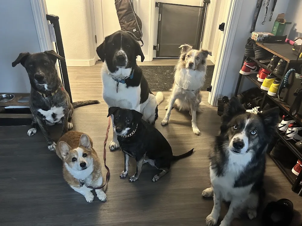 Lil Homies Pet Care - Victoria pet otel görseli 3
