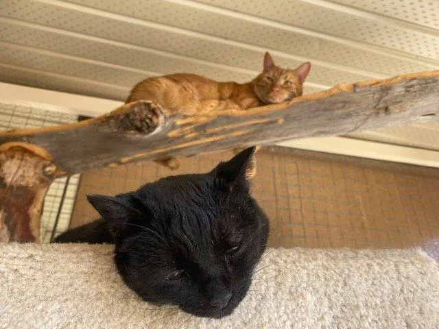 Mrs Dolittle's Cat Hotel - Victoria pet otel görseli 2