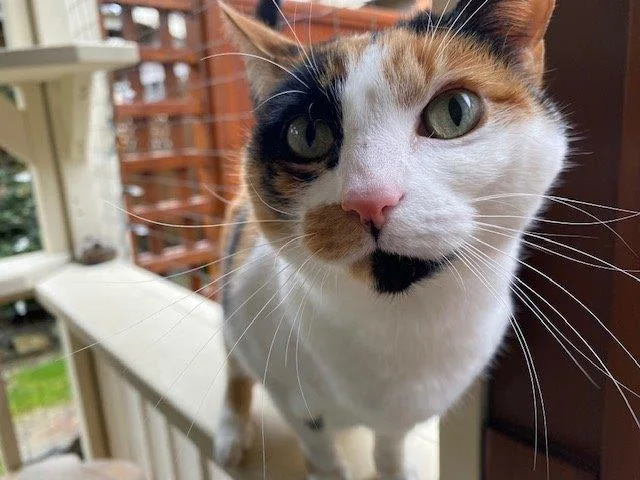 Mrs Dolittle's Cat Hotel - Victoria pet otel görseli 3