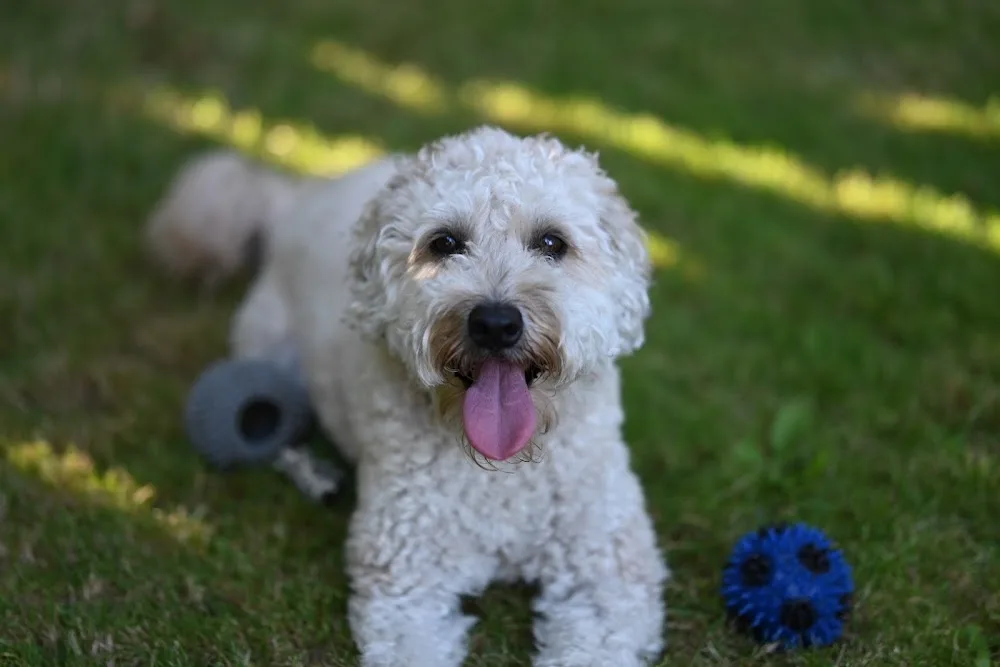 Prospect Lake Canine Care - Victoria pet otel görseli 3