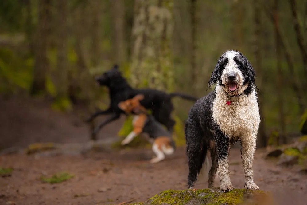 Ruffin'It Retreat & Spa - Victoria pet otel
