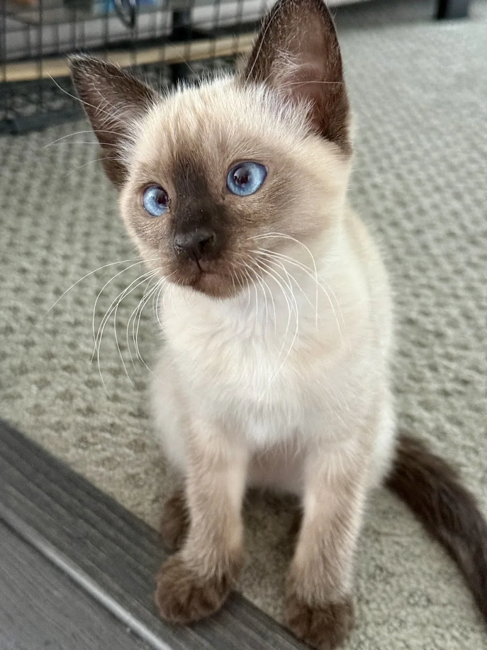 Simon Says Siamese Cattery - Victoria pet otel görseli 2