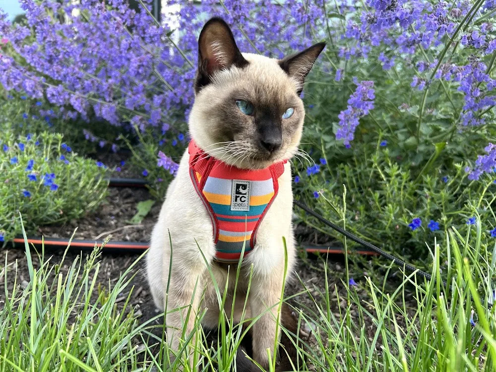 Simon Says Siamese Cattery - Victoria pet otel görseli 3