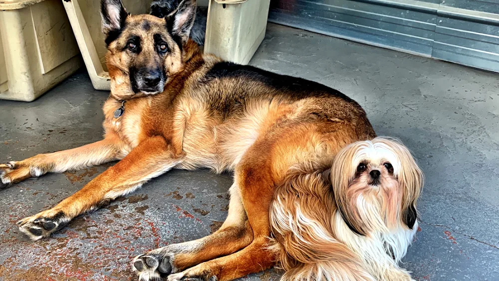 Top Dog Daycare & Spa - Victoria pet otel