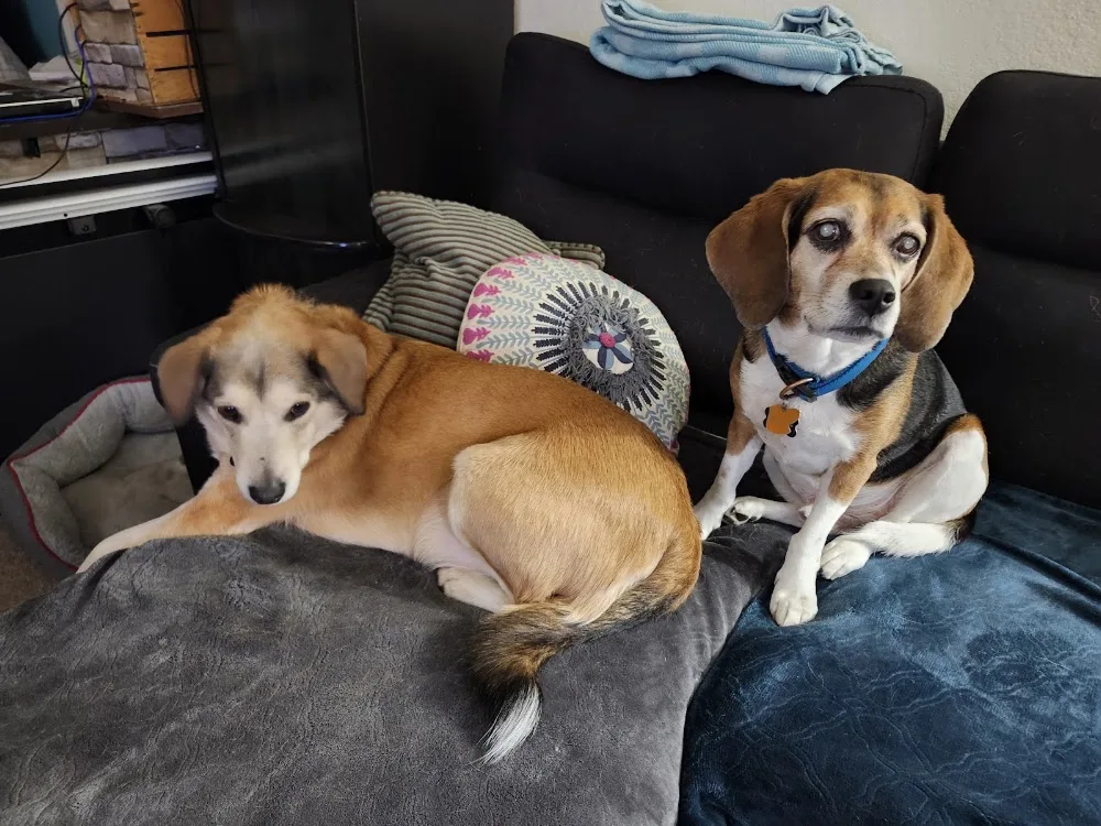 Top Dog Daycare & Spa - Victoria pet otel görseli 4