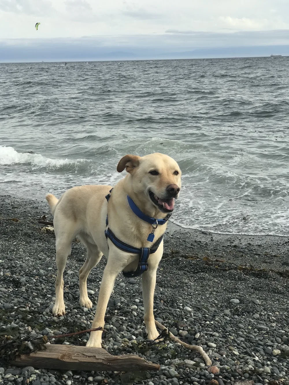 Wild Roots Pet Sitting - Victoria pet otel