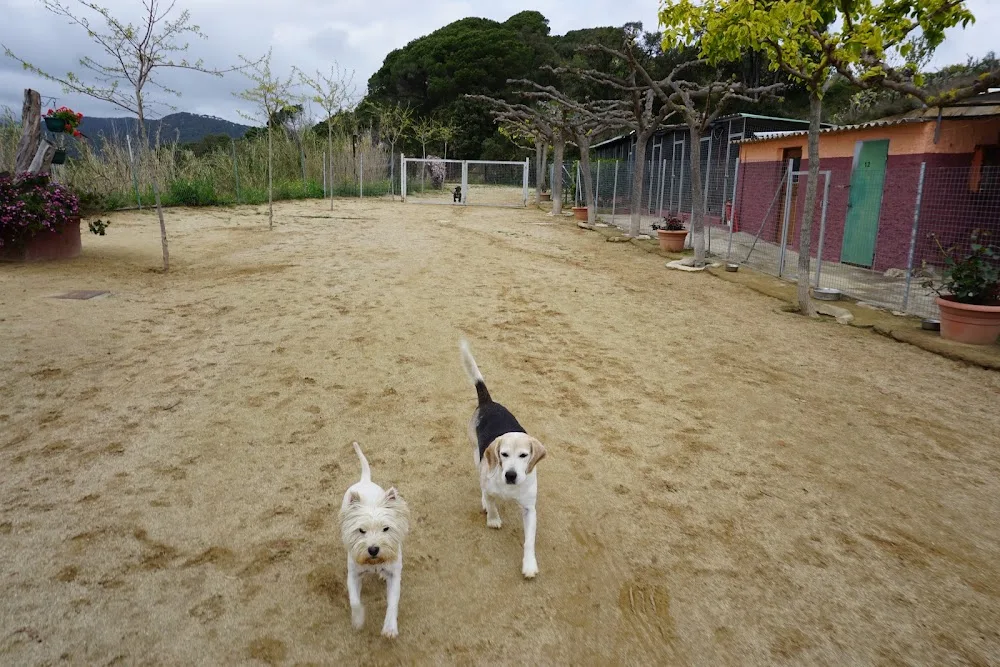 Arenyscan – Residencia Canina y Felina Maresme - Vidreres pet otel görseli 3