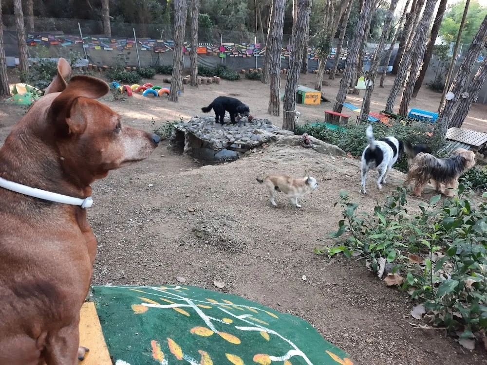 Guardería perros Huellitas - Vidreres pet otel