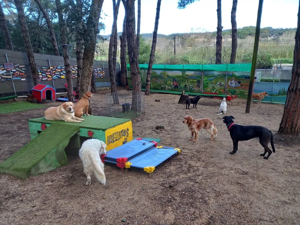 Guardería perros Huellitas - Vidreres pet otel görseli 3