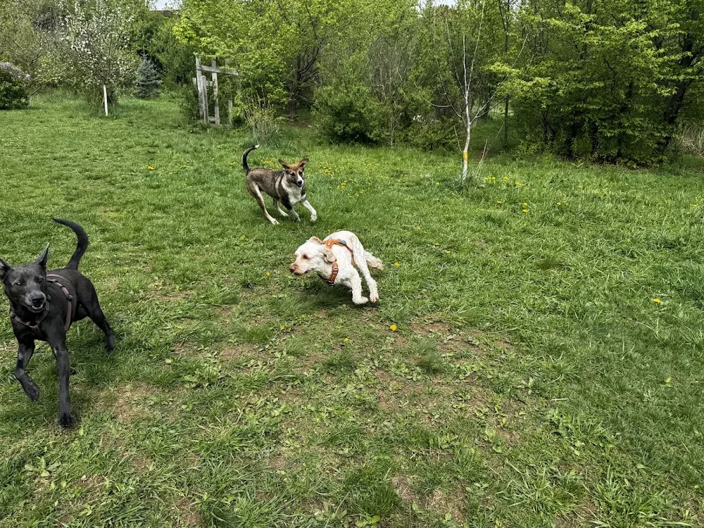 Das Hundekörberl - Hundebetreuung Wien - Vienna pet otel