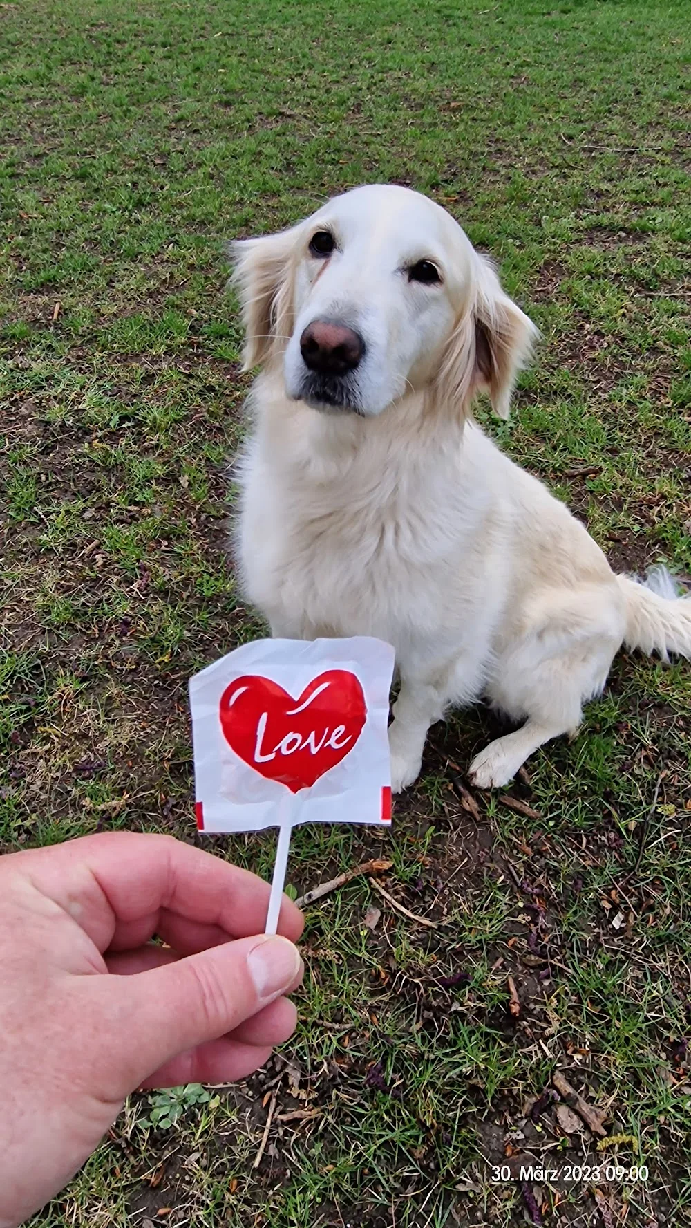 dogsitter.at - Hundebetreuung Wien - Vienna pet otel görseli 3