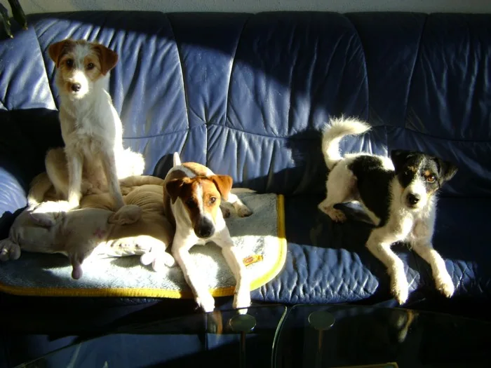 Hundebetreuung Wien / HUNDEBETREUUNG.at - Vienna pet otel