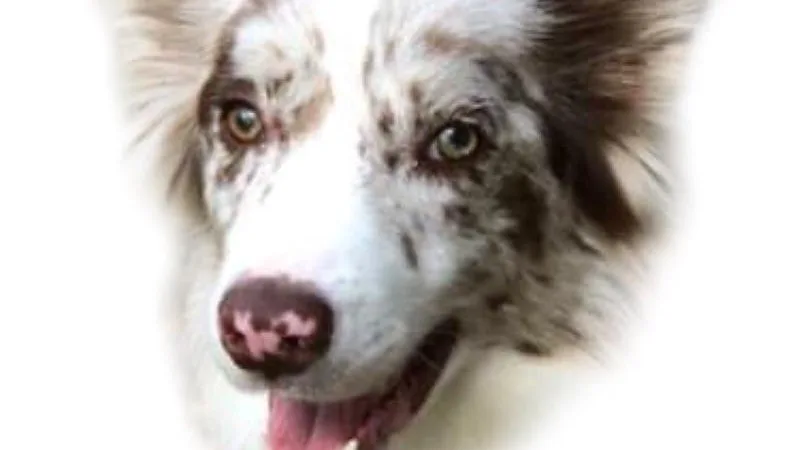 TierundWir - Top-Hundetraining/Tierbetreuung - Anita Novotny - Vienna pet otel görseli 3