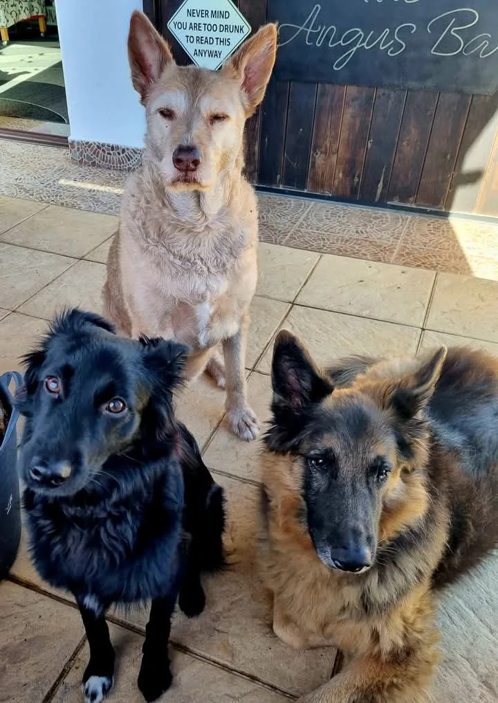 Rubys Kennels - VILASANTAR ARMENTAL pet otel