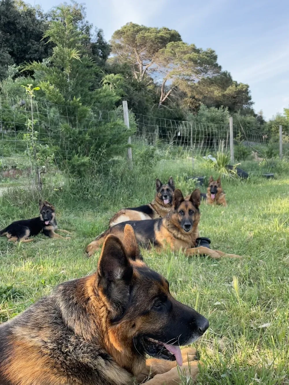 Centro Canino Lloret - Vilasantar Presaras pet otel
