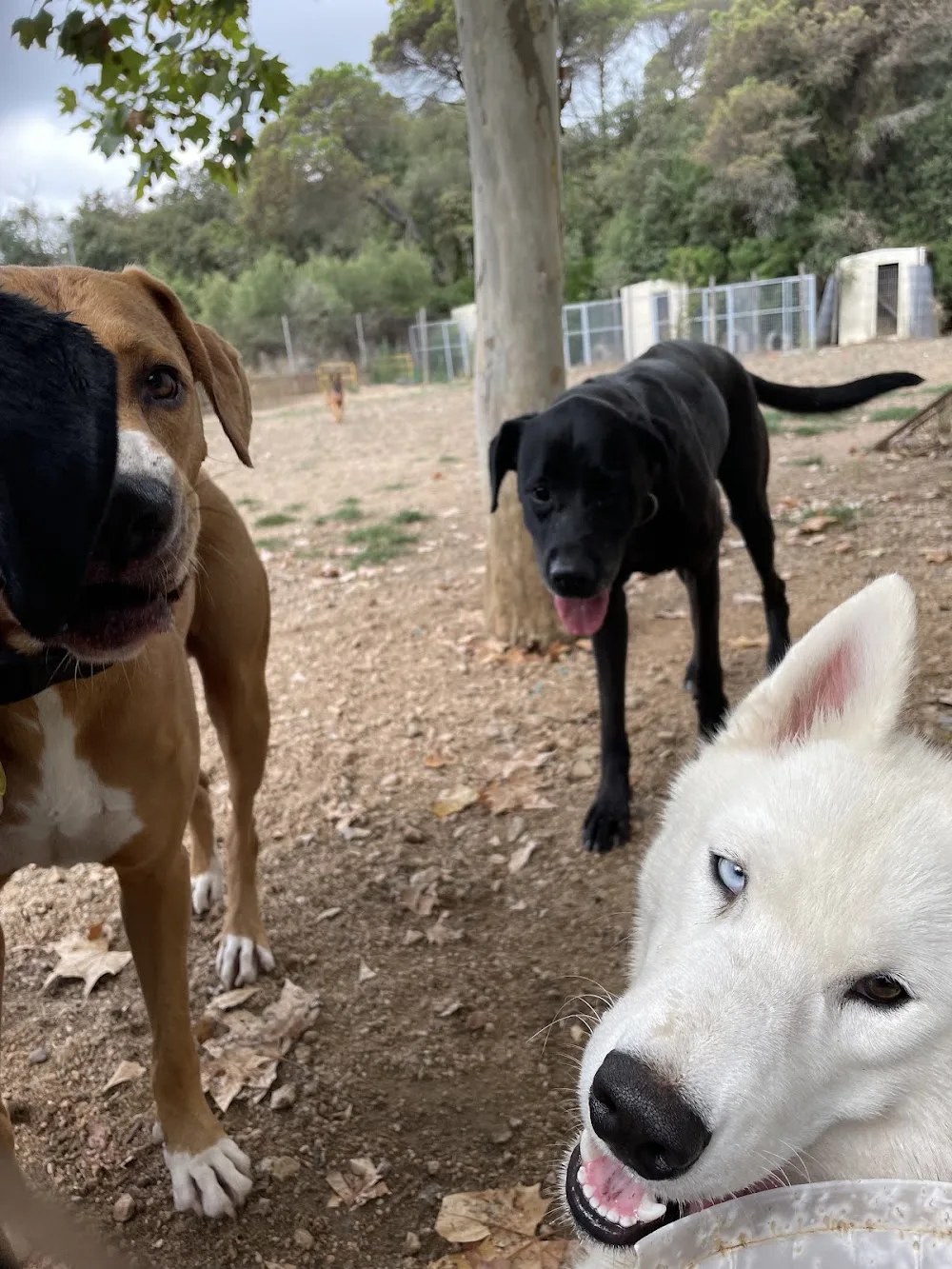Centro Canino Lloret - Vilasantar Presaras pet otel görseli 3