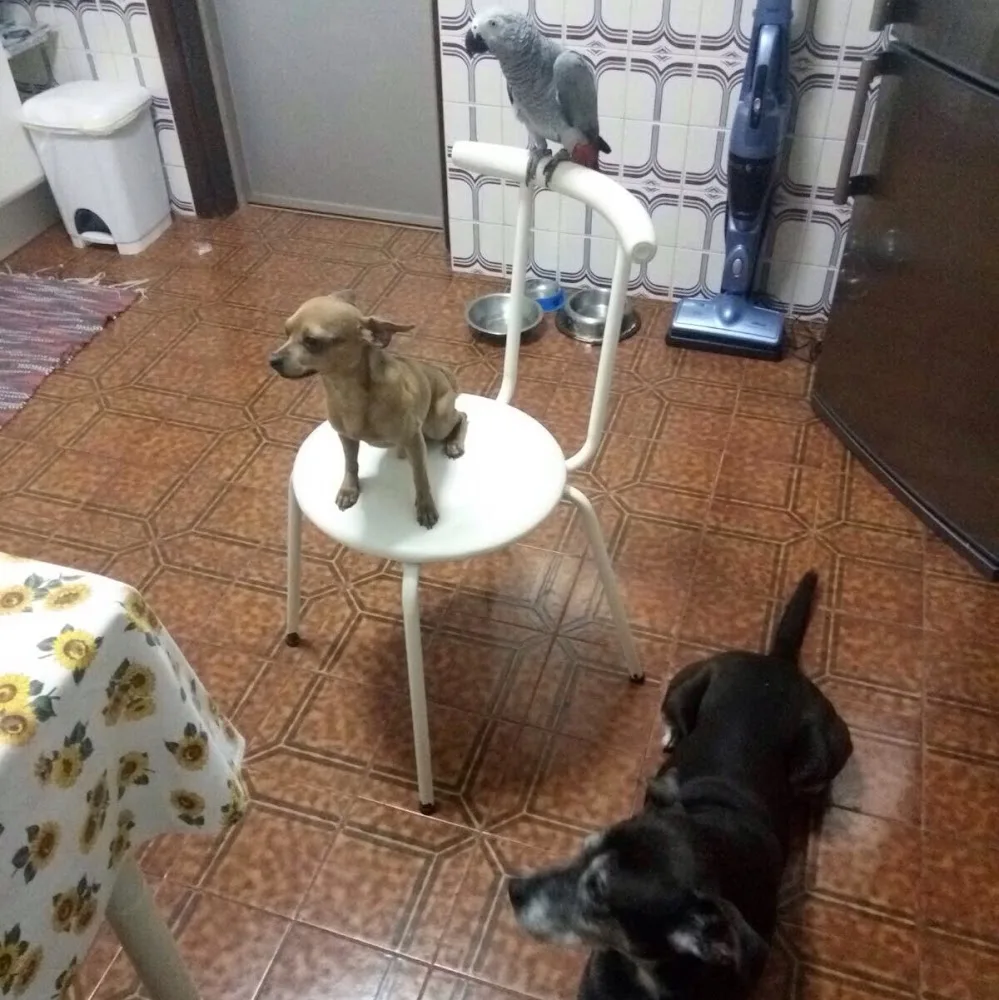 Centro Canino Segundo Hogar - Vilasantar Presaras pet otel