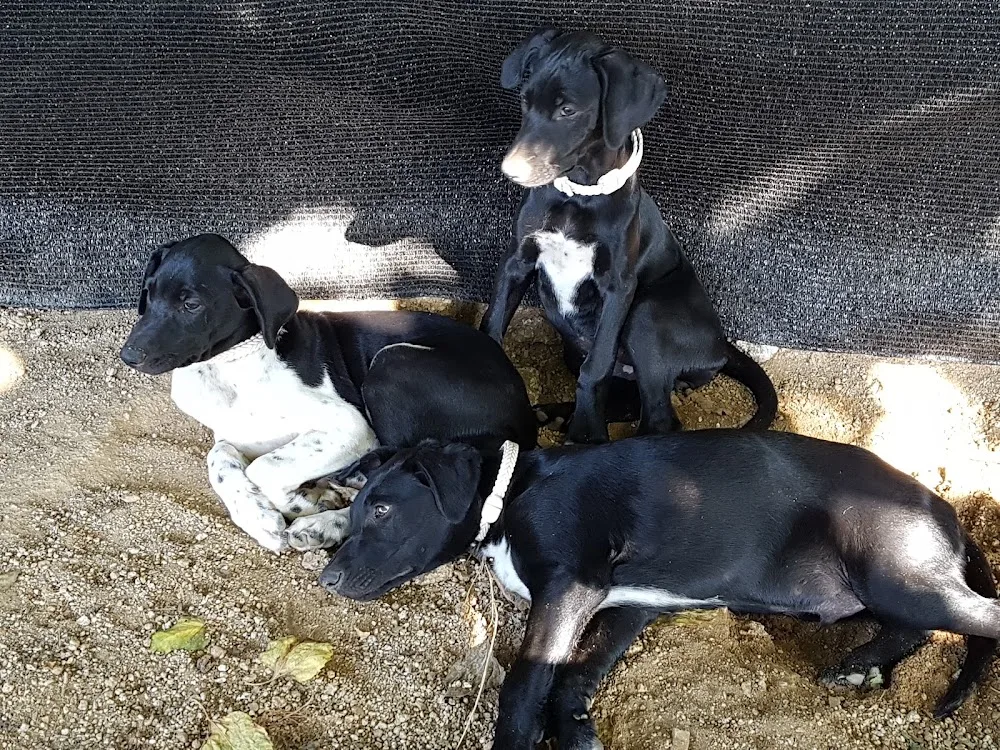 La Morera del Kennel - Vilasantar Presaras pet otel