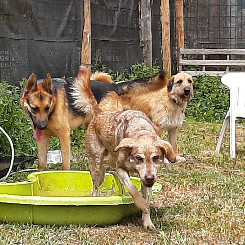 La Morera del Kennel - Vilasantar Presaras pet otel görseli 3