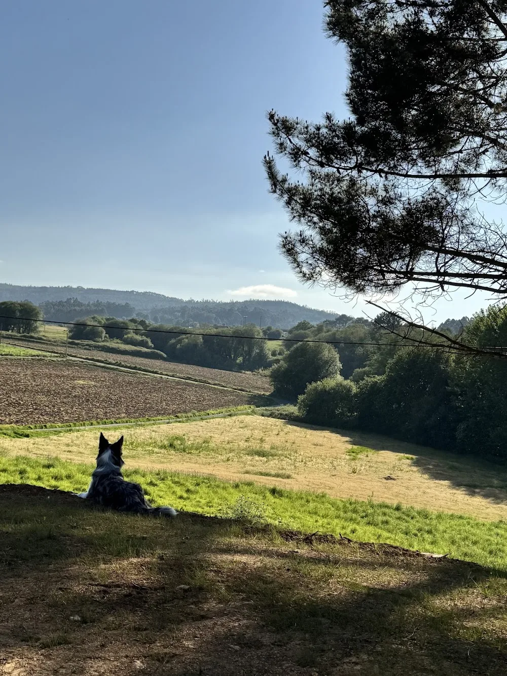 O Mestre do Can - Residencia Canina, Hotel y Guardería canina - Vilasantar Presaras pet otel