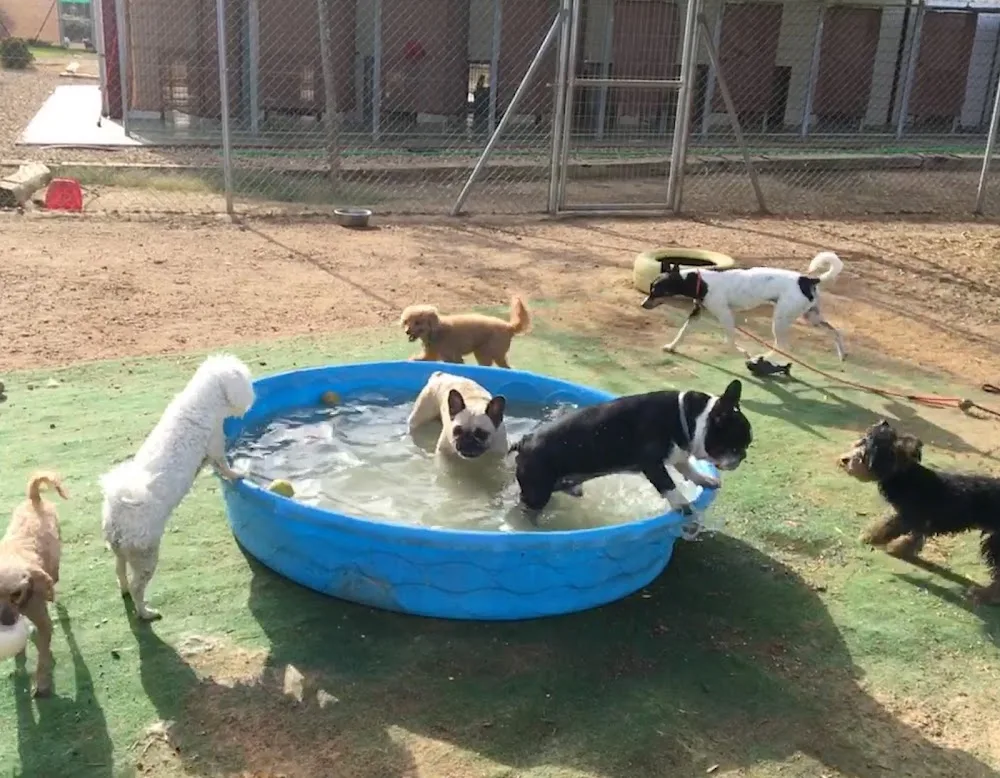 Residencia canina Villa-Can - Vilasantar Presaras pet otel