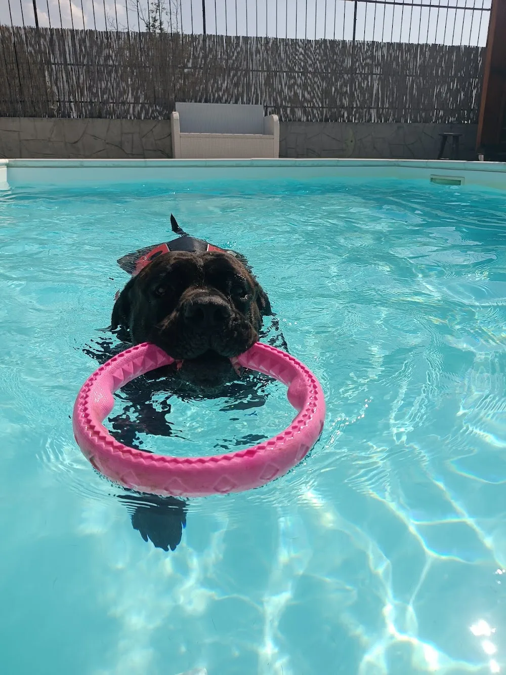 Casa Carson pool dog - Villastellone pet otel