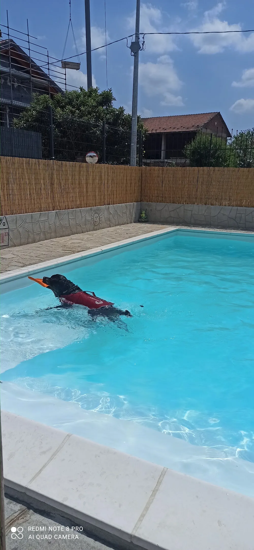 Casa Carson pool dog - Villastellone pet otel görseli 3