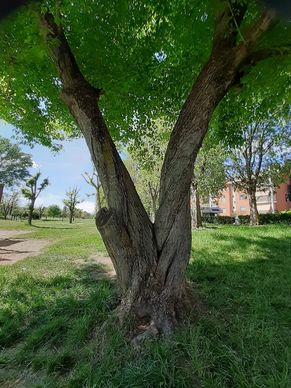 Passeggiata per Cani - Villastellone - Villastellone pet otel