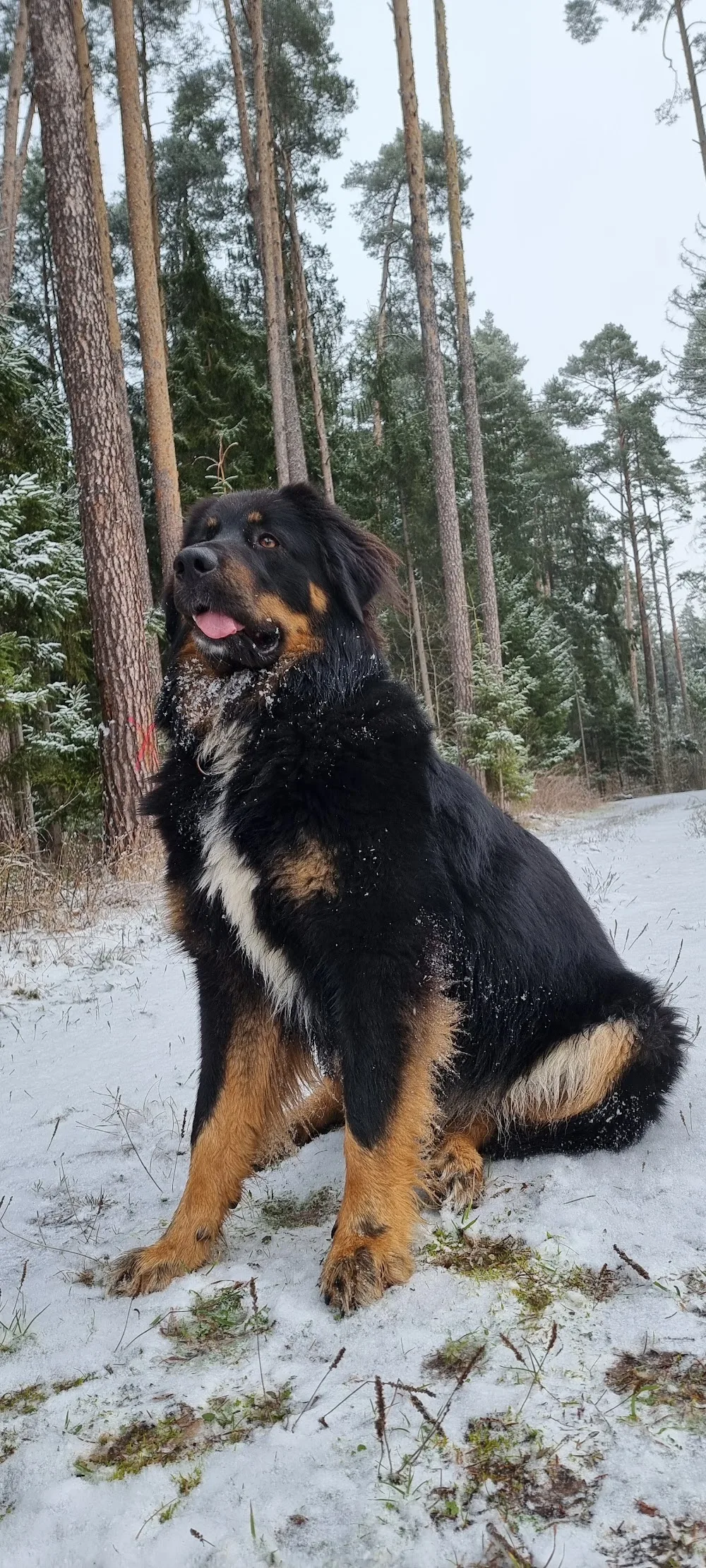 Hundeschule und Hundepension Bunk - Vilseck pet otel