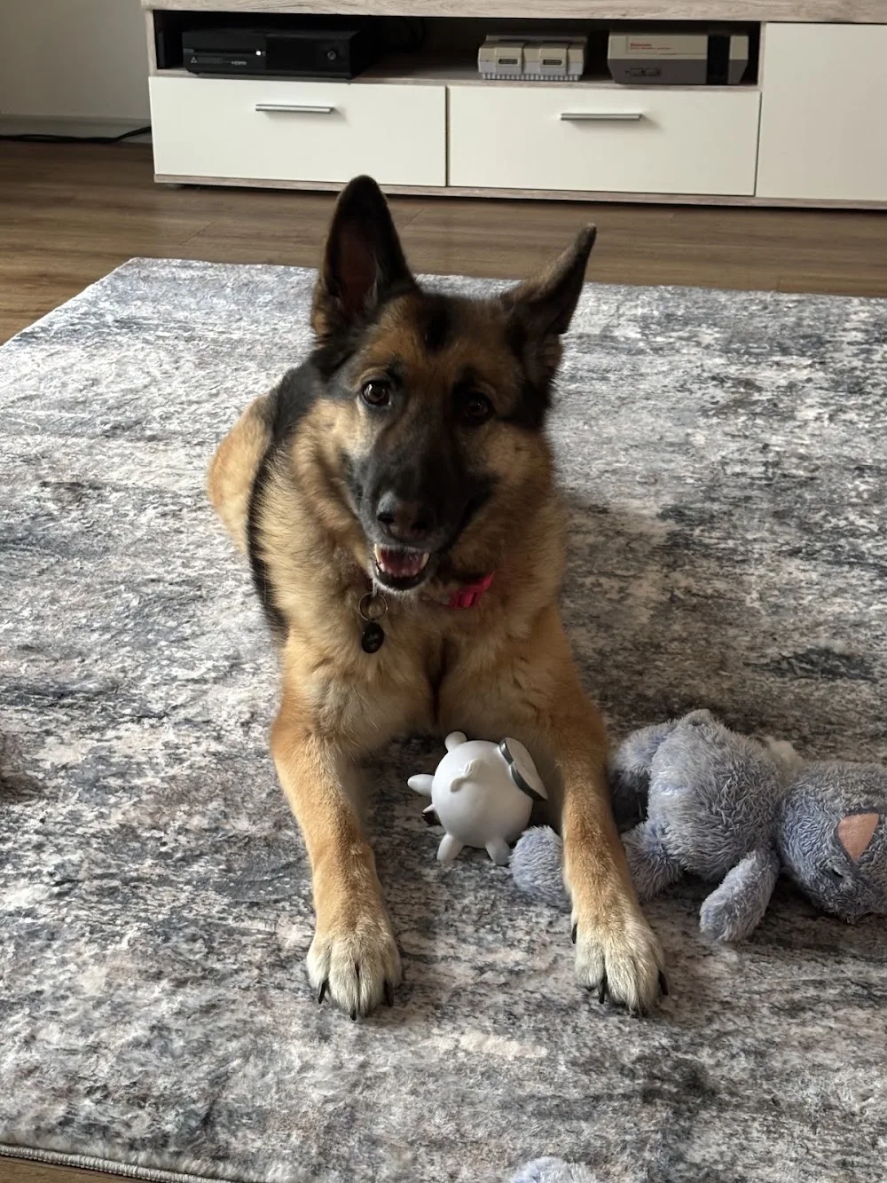 Hundeschule und Hundepension Bunk - Vilseck pet otel görseli 3