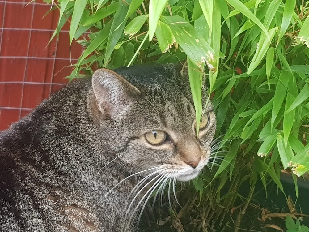 Mia’s Katzenhotel - Vilseck pet otel