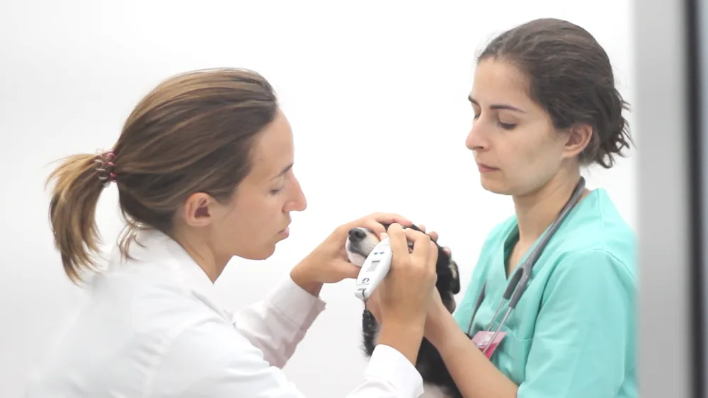 Amipet - Veterinário, Hotel & ATL, Formação e Treino - Viseu pet otel görseli 4