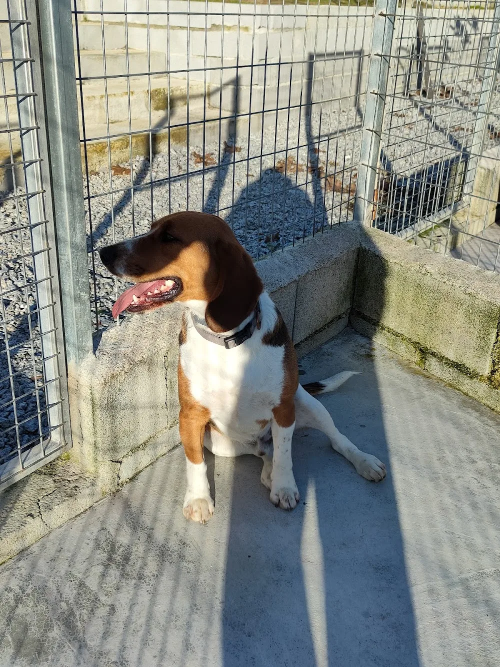 Hotel Canino Quinta Do Pêgas - Viseu pet otel görseli 2
