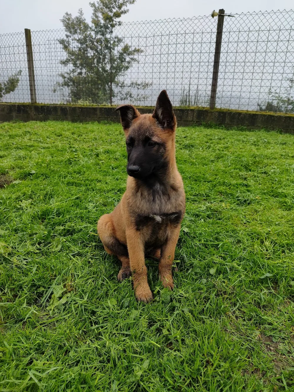 Hotel Canino Quinta Do Pêgas - Viseu pet otel görseli 3