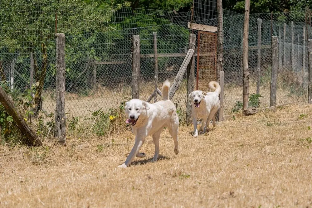 Canile Bagnaia - Amici animali ODV Viterbo - Viterbo pet otel görseli 3