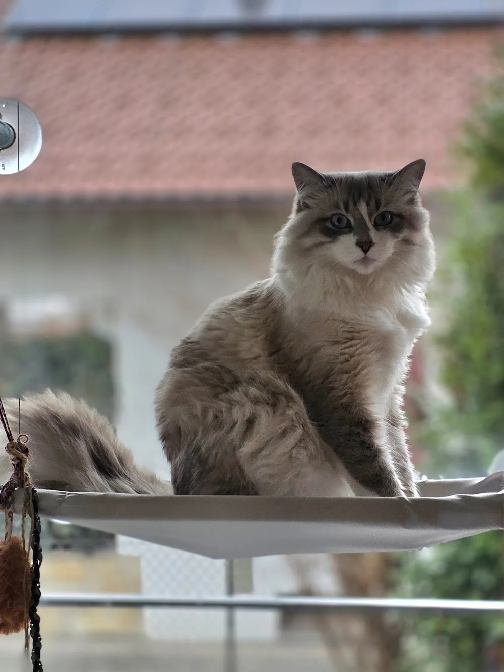 AlbiNeva Cattery Neva Masquerade am Bodensee - Vorarlberg pet otel görseli 2