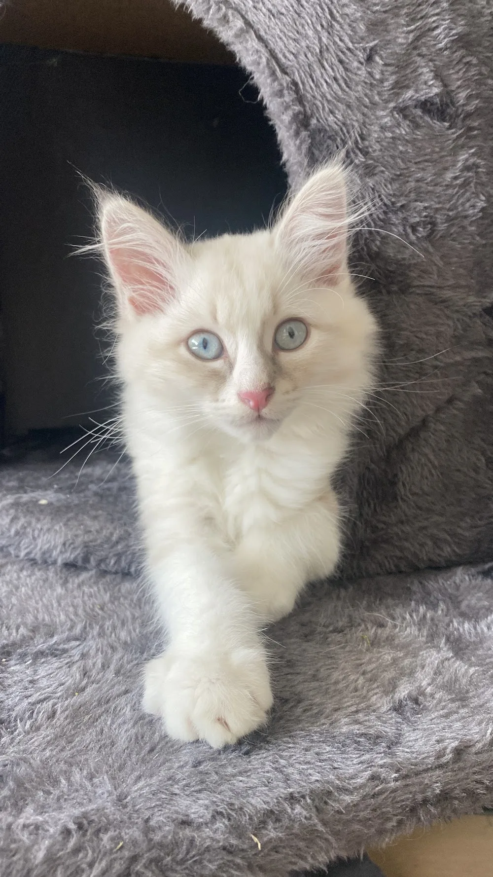 AlbiNeva Cattery Neva Masquerade am Bodensee - Vorarlberg pet otel görseli 3