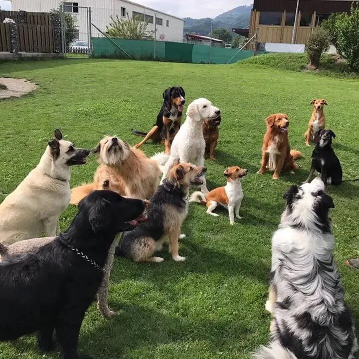 Ferienhunde Grabs - Vorarlberg pet otel görseli 2